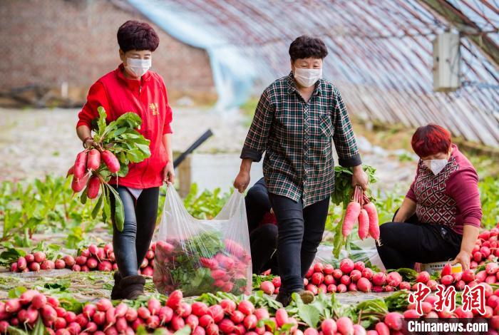 图为村民们进行分拣蔬菜。　丁根厚 摄