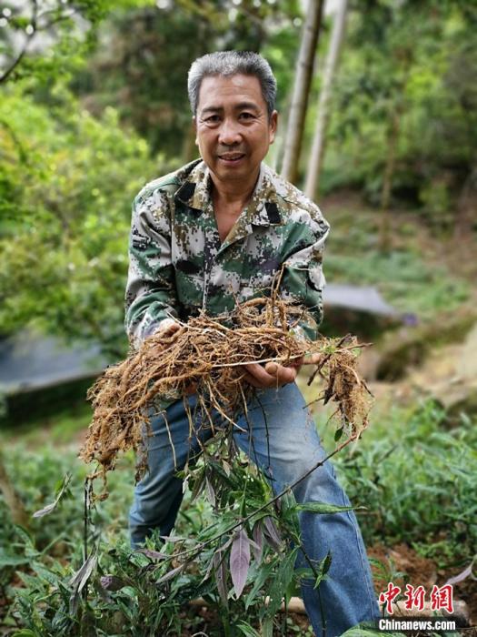 王天飞展示林下种植的菜头肾。范宇斌 摄