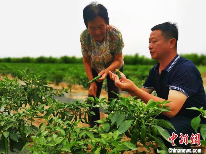 在尖椒试验田，畅宏健向慕名而来的村民仔细讲解GPIT技术的好处。　陆祁国 摄