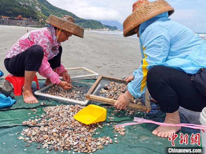 村民在沙滩上筛选、挑拣沙白。　李晓春 摄