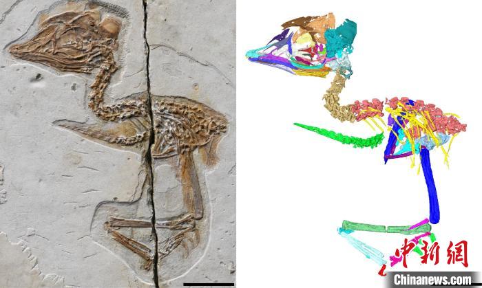 早白垩世反鸟类CT复原。　王敏 供图