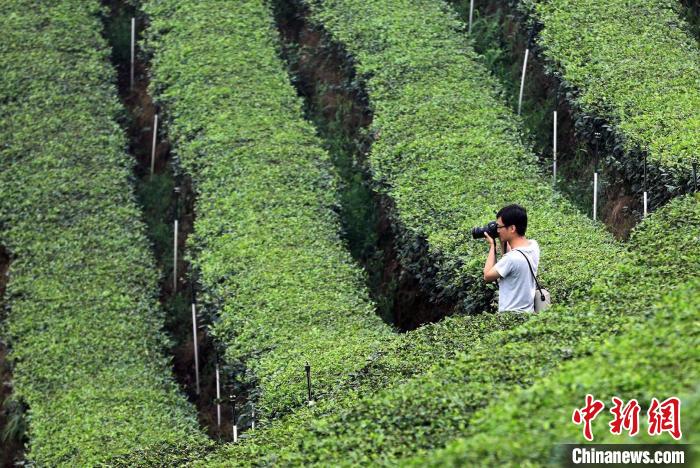 知名摄影师打卡梅岭茶山。　王磊 摄