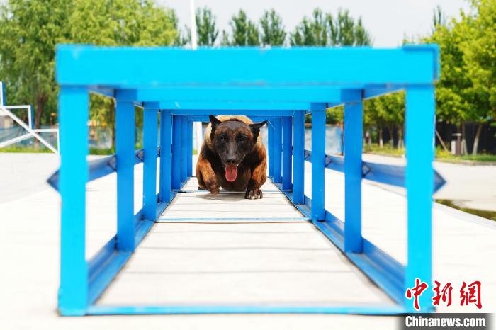 警犬体能训练跨越障碍。　吕品 摄