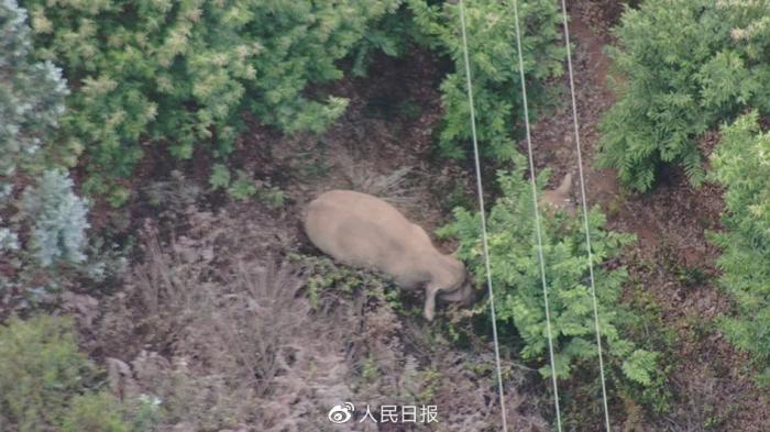 北迁的野象白天在山林里休息