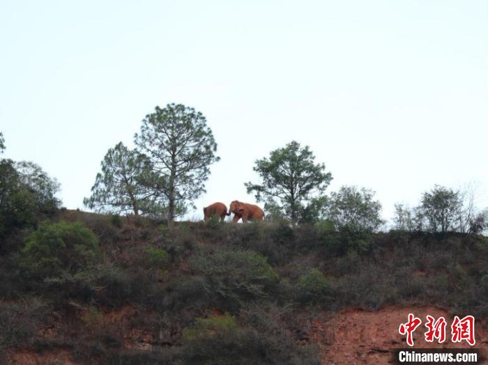 图为监测到的象群。　云南省森林消防总队提供