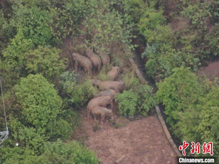 图为监测到的象群。　云南省森林消防总队供图