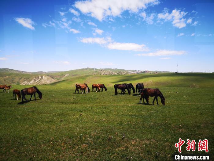 图为夏天的辉腾锡勒草原。　黄花沟草原旅游区供图