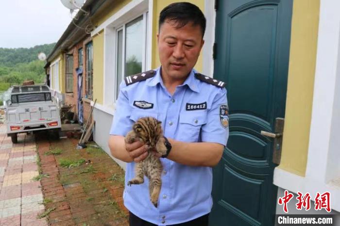 民警查看小豹猫身体状况。　大古洞派出所供图