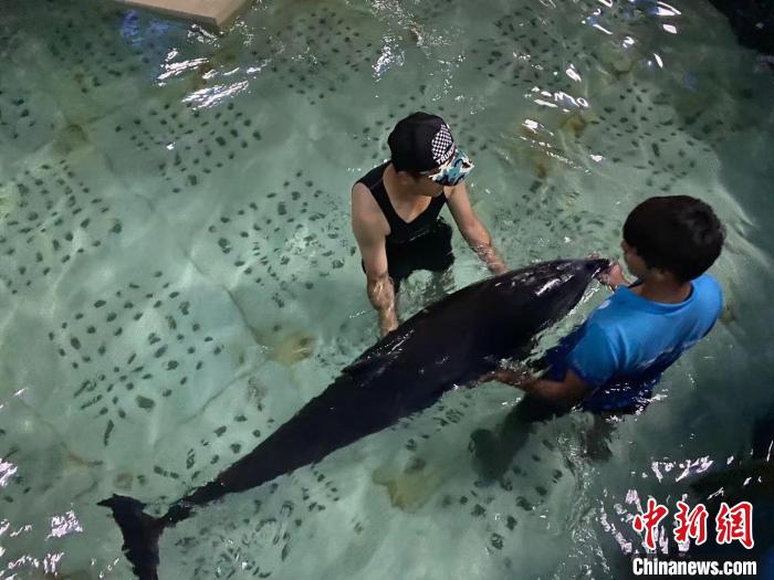 三亚海昌生物保育中心，保育员引导搁浅海豚进行游动恢复。　王媛媛供图