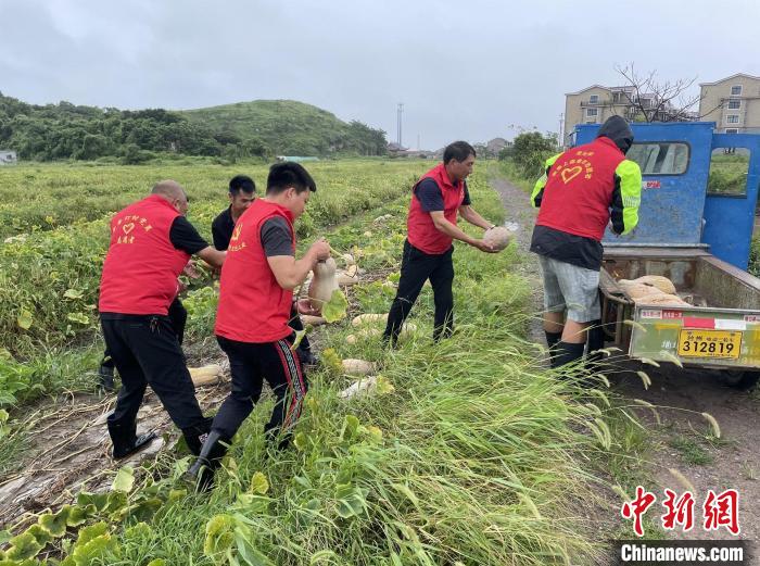 浙江临海上盘镇青年志愿者抢收农作物 临海市委宣传部供图