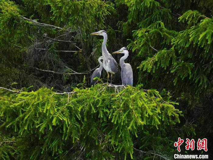 苍鹭在枝头休憩 苍雁 摄