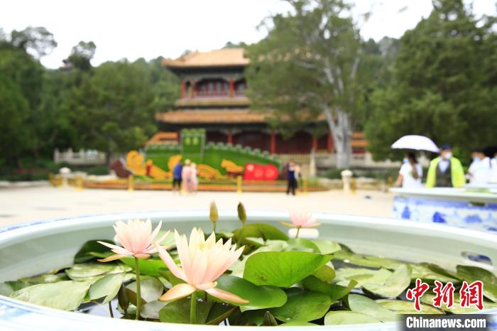 景山公园以青花瓷缸衬托，近景展示精品睡莲。　北京市公园管理中心供图