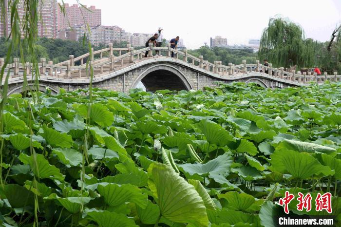 济南大明湖畔百余种荷花竞相绽放。　孙婷婷 摄