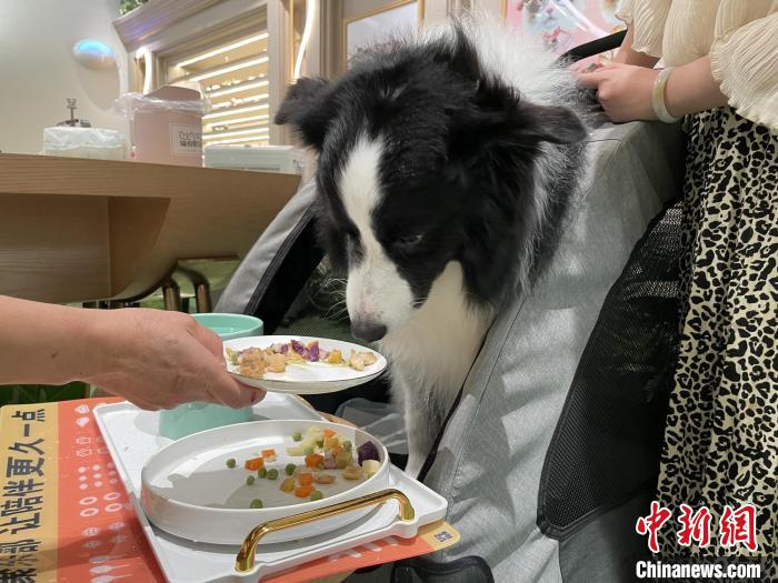 4岁半的边境牧羊犬“薯条”进食。　康玉湛 摄