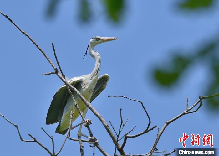 松花湖岸成为鸟类栖息地 桦甸市委宣传部供图