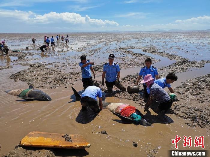 救援搁浅的领航鲸 临海公安供图