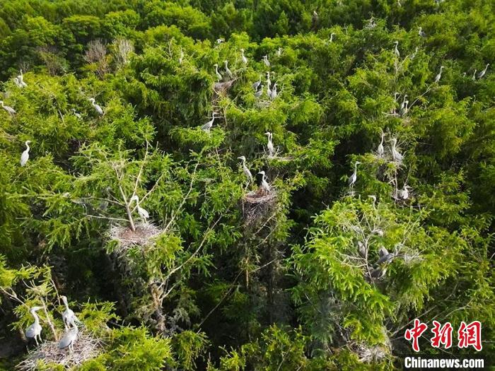 “鹭岛”现大批苍鹭 苍雁 摄