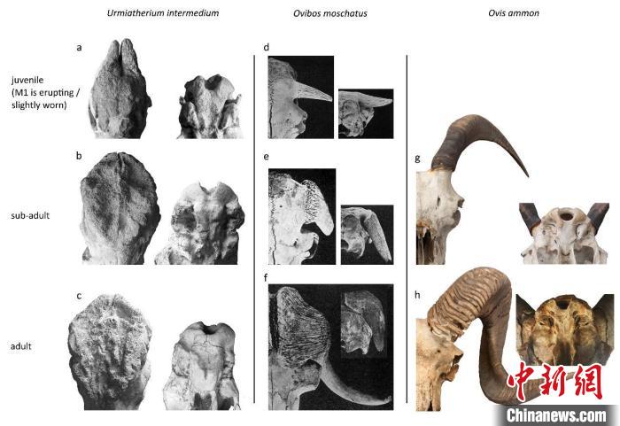 乌米兽、麝牛及盘羊的角心和基枕部发育比较图。　史勤勤 供图