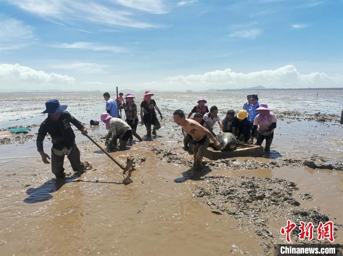 转运搁浅的领航鲸 临海市委宣传部供图