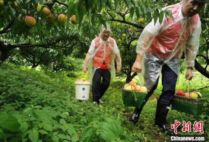 浙江天台石梁抢收联盟抢收百亩高山水蜜桃。　卢茴露 摄