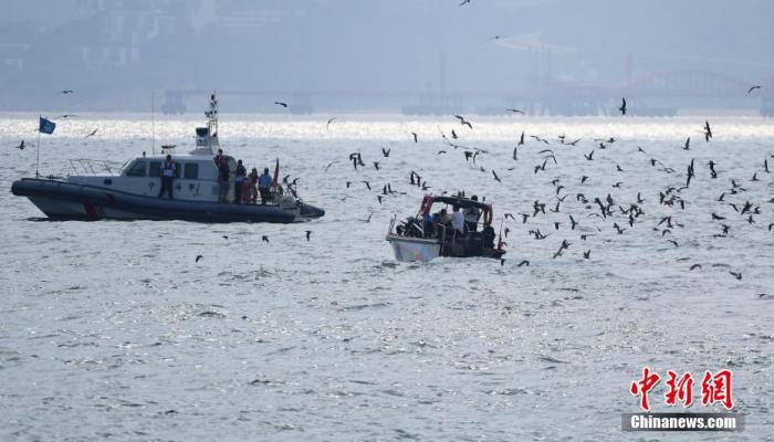 7月3日，布氏鲸再次在深圳大鹏海域出没。广东省深圳市大鹏新区组织生态环保、海事、渔政、海警等单位展开鲸豚保护联合巡查执法行动，加强对布氏鲸出没海域附近的管控。 中新社记者 陈文 摄 　