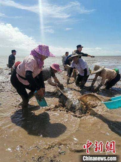 救援搁浅的领航鲸 临海市委宣传部供图