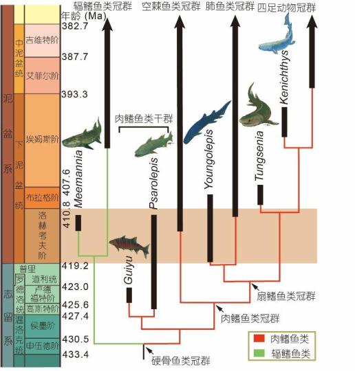 肉鳍鱼类支系(包括现生空棘鱼类、肺鱼类及四足动物)的系统发育及地史分布。　赵文金 供图