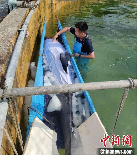 救护人员把冰块投入水池中控制水温，为瓜头鲸淋水保湿。　临海市委宣传部供图