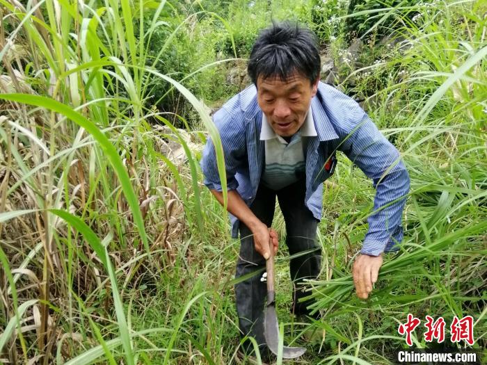 守墓人马财高为烈士墓开路除杂草。　应羽淇 摄