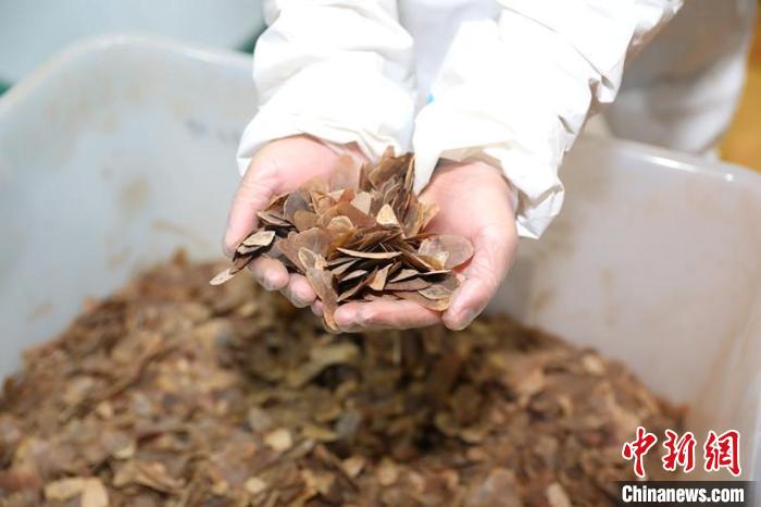 图为涉案穿山甲鳞片 钟华琳 摄