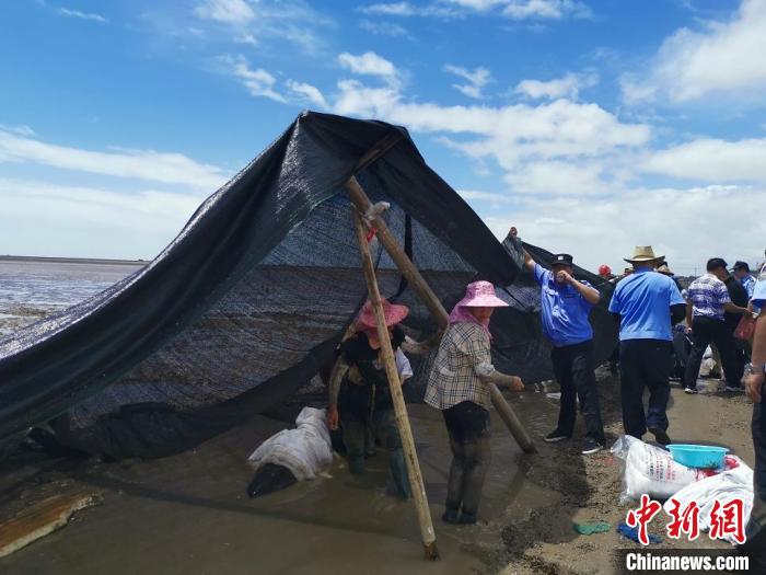 民众为搁浅的海豚搭建防晒网 浙江省临海市宣传部供图