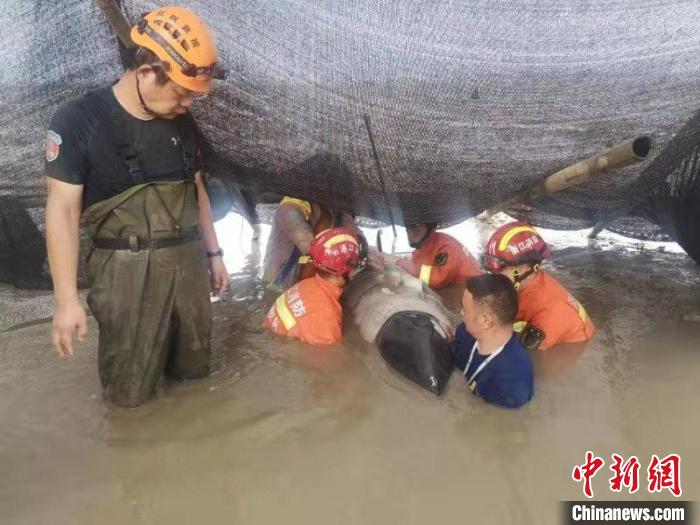 7月6日下午，救援搁浅的瓜头鲸 临海市委宣传部供图