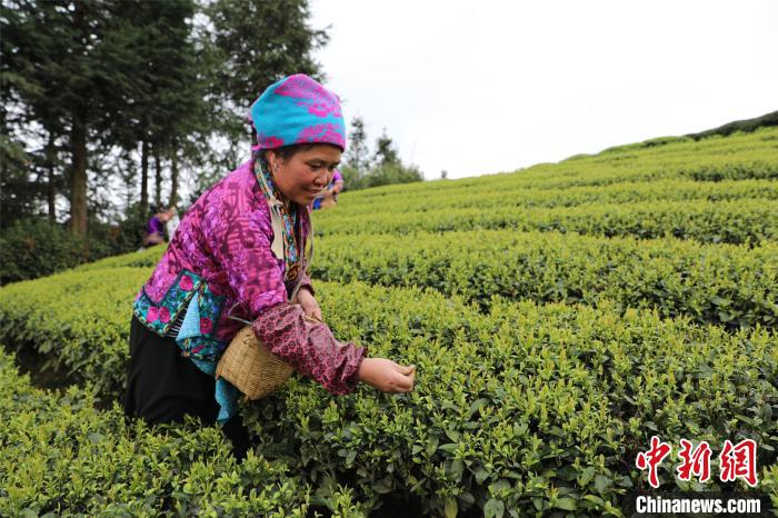 图为村民在采摘茶叶。　 荣妮 摄