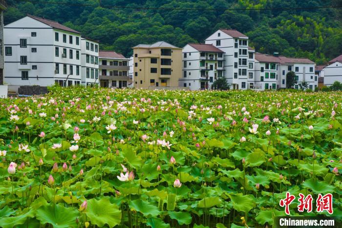 浙江青田章村乡吴村，中国包河到户第一村。　范宇斌 摄