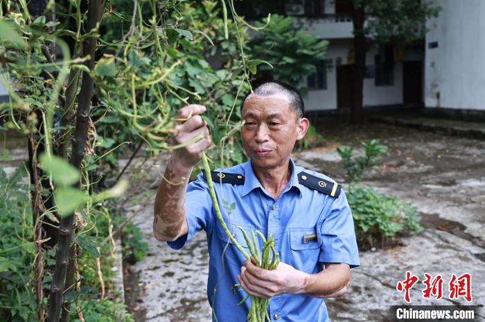 王明利正在采摘自己种的蔬菜。　苏志刚 摄