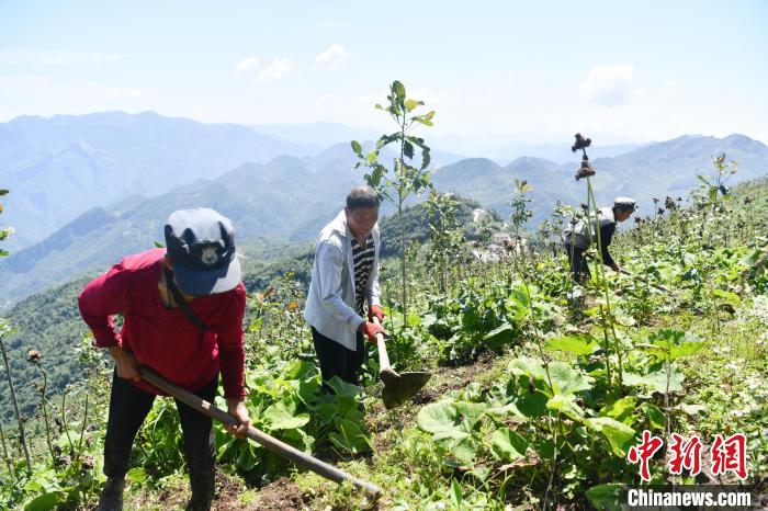 巴山大峡谷中的罗盘村村民在山上劳作。　张浪 摄