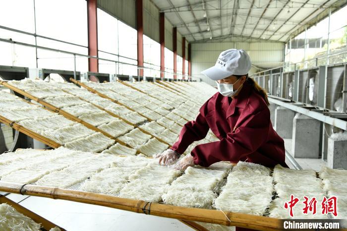 福建福佳农业综合开发有限公司的工人进行松粉作业。　蒋祖德 摄