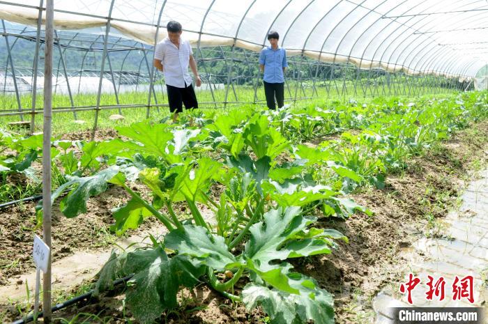 坪埔村的台湾农友种苗基地。　张金川 摄