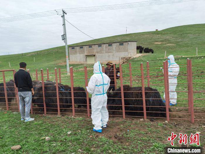 图为动物防疫员给牦牛打防疫针。　祁增蓓 摄