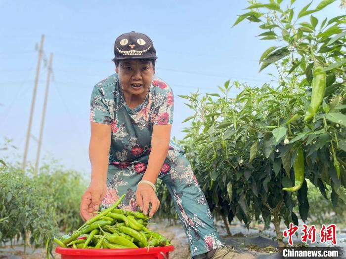 贺启明老两口今年采摘辣椒的收入达两万余元。　宋梅 摄