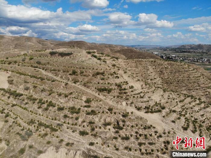 图为昔日光秃秃的护屲山山体已栽植了沙枣树、侧柏、山杏等，宛如被“绿丝带”缠绕。　杨艳敏 摄