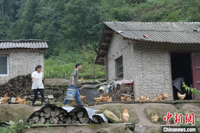 储松柏夫妻俩正在喂鸡　张娅子　摄