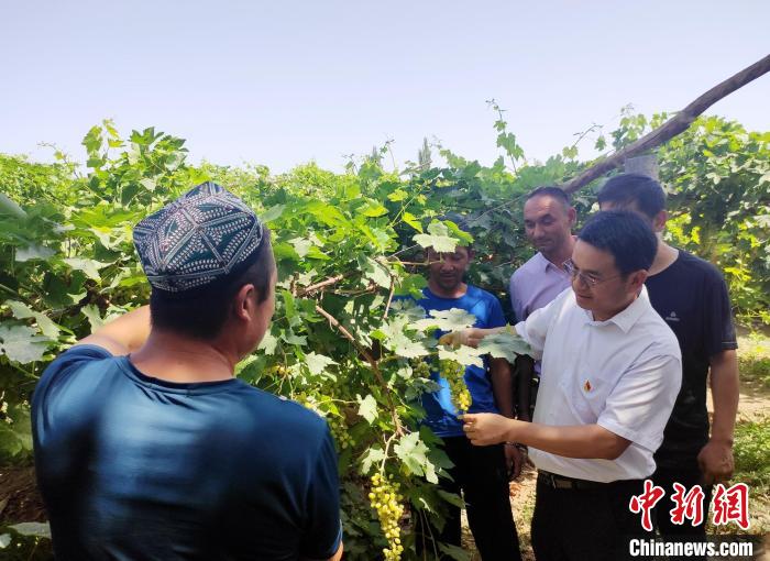 湖南援疆干部曾杰(右一)查看葡萄生长情况。　邓霞 摄