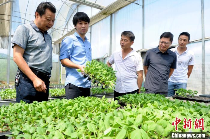 坪埔村的台湾农友种苗基地。　张金川 摄