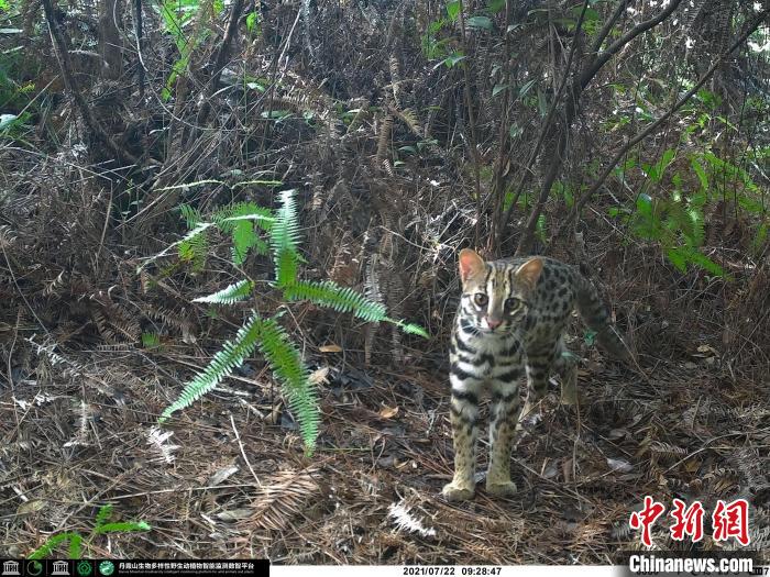 豹猫 丹霞山管委会 供图