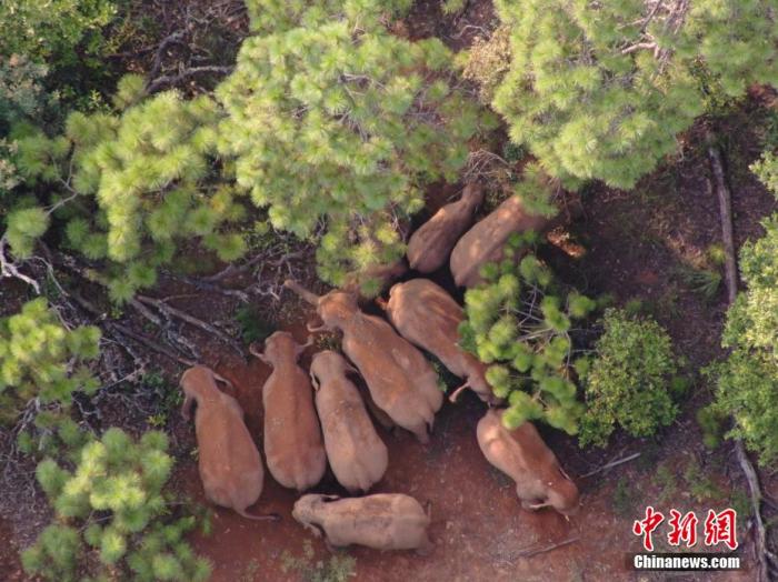 图为林地中的象群。 云南省森林消防总队 供图