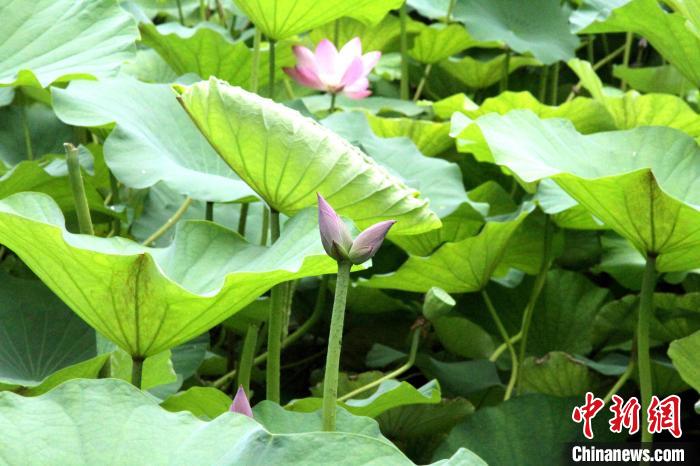 (资料图)7月7日，山东济南大明湖畔南丰祠雨荷厅前的荷花池里惊现一株并蒂莲。　孙婷婷 摄