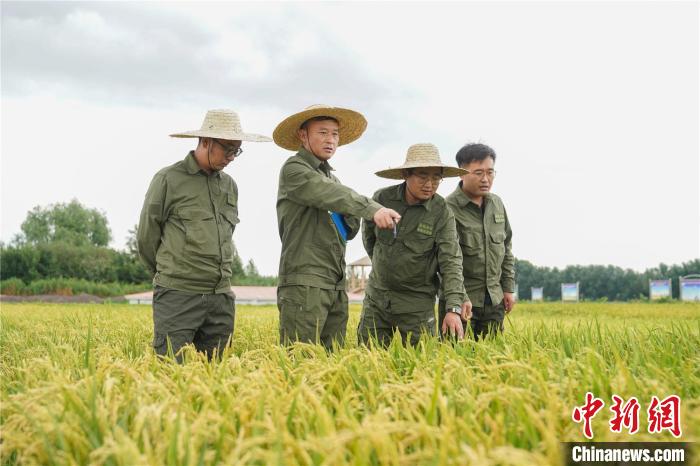 水稻育种专家聂守军(左二)查验水稻长势情况 吕品 摄