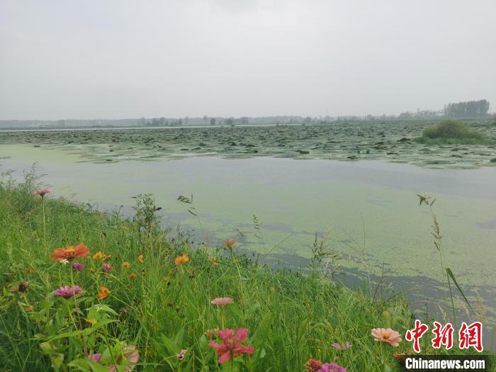 阜南县老观乡因地制宜，发展芡实种植产业。　张强 摄