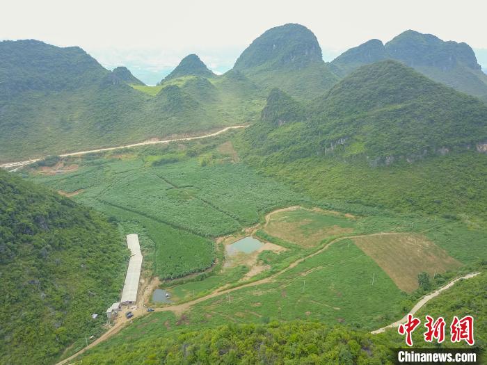 在广西百色市平果市果化镇布荣村的土地上种植了大片牧草。(无人机拍摄) 陈冠言 摄